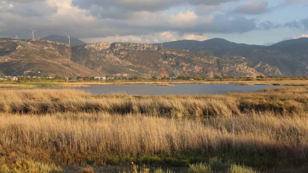 Yağmurlarla Milleyha Kuş Cenneti’nde Hayat Yeniden Başladı 7